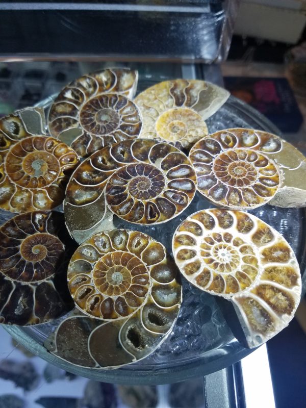 Halved fossils of ammonites